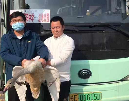 鄱陽(yáng)長(zhǎng)運(yùn):?救助國(guó)家二級(jí)保護(hù)動(dòng)物——天鵝