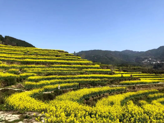 向春天出發(fā)：定制化服務 引領道路客運轉型升級